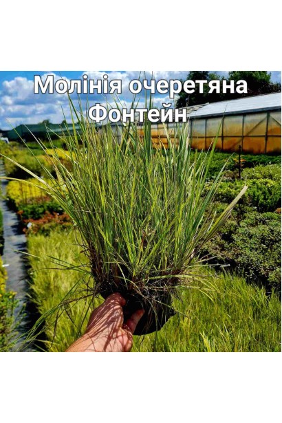 Молінія очеретяна Фонтейн - 2л/вис.30-40см/Ø30-40см